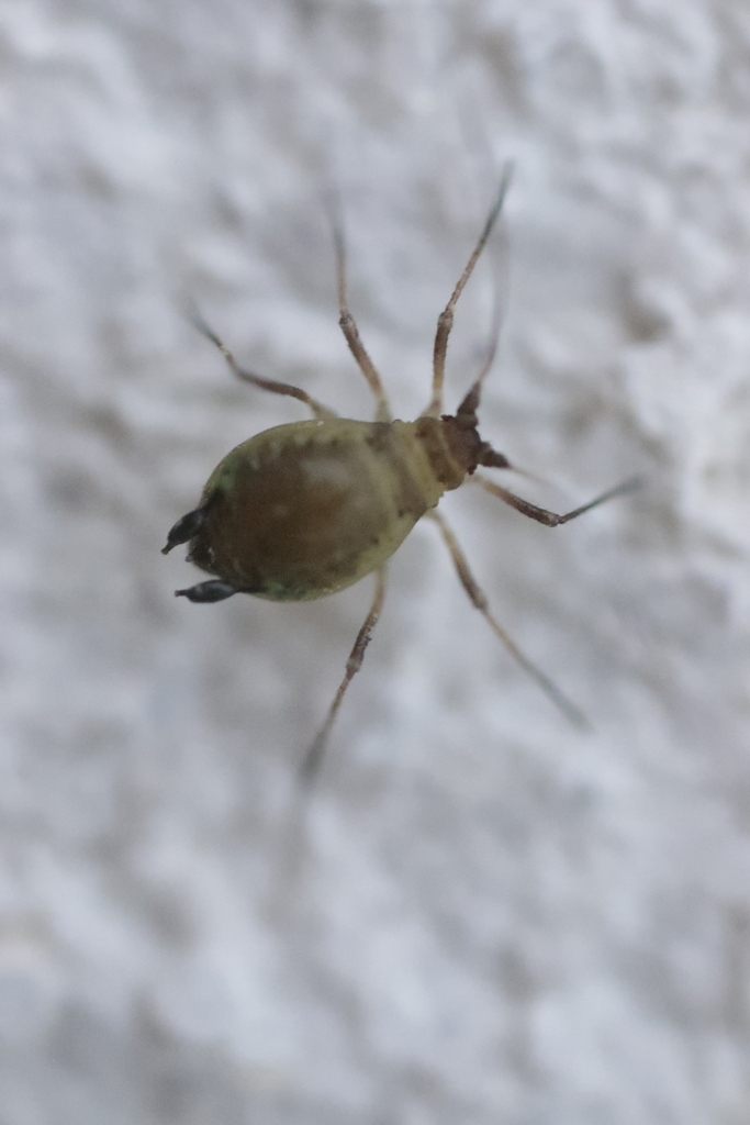 Rhopalosiphoninus staphyleae