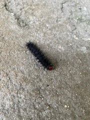 Lepidoptera