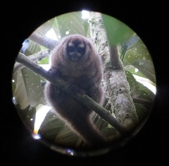 Aotus lemurinus