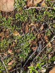 Selaginella cinerascens
