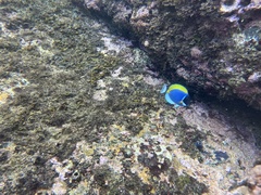 Acanthurus leucosternon