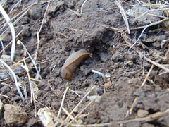 Tandonia sowerbyi