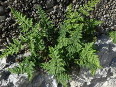 Oeosporangium