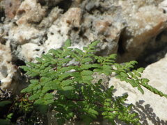 Oeosporangium