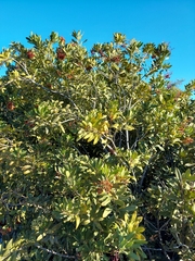 Heteromeles arbutifolia