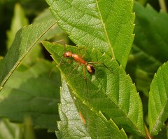 Camponotus aegyptiacus