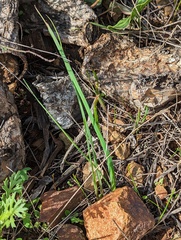 Dipterostemon capitatus capitatus