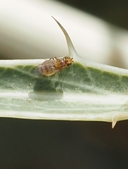 Chloropidae