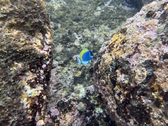 Acanthurus leucosternon