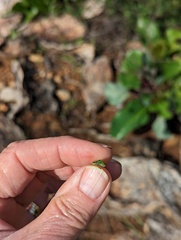 Dipterostemon capitatus capitatus