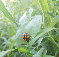 Botanochara decempustulata