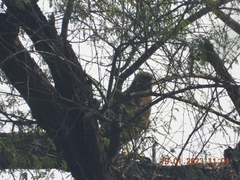 Spilornis cheela