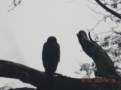 Spilornis cheela
