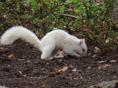 Sciurus carolinensis