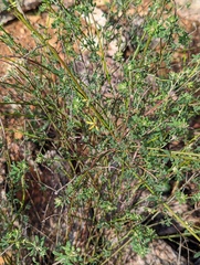 Acmispon glaber glaber