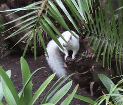 Sciurus carolinensis