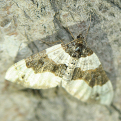 Cosmorhoe ocellata