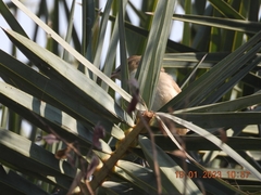 Acrocephalus stentoreus