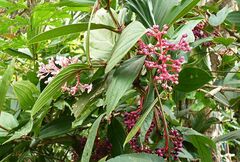 Medinilla speciosa