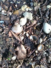 Perilachnea hemisphaerioides