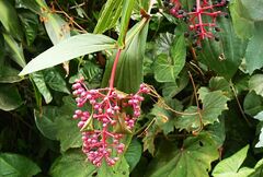 Medinilla speciosa