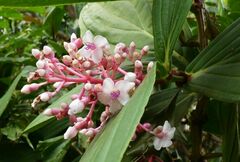 Medinilla speciosa