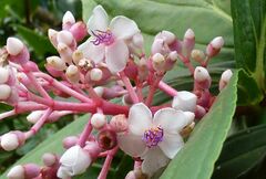 Medinilla speciosa
