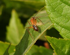 Camponotus aegyptiacus