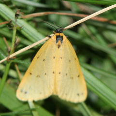 Setina irrorella