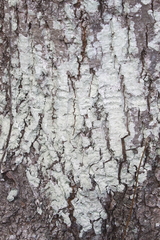 Lecanora thysanophora