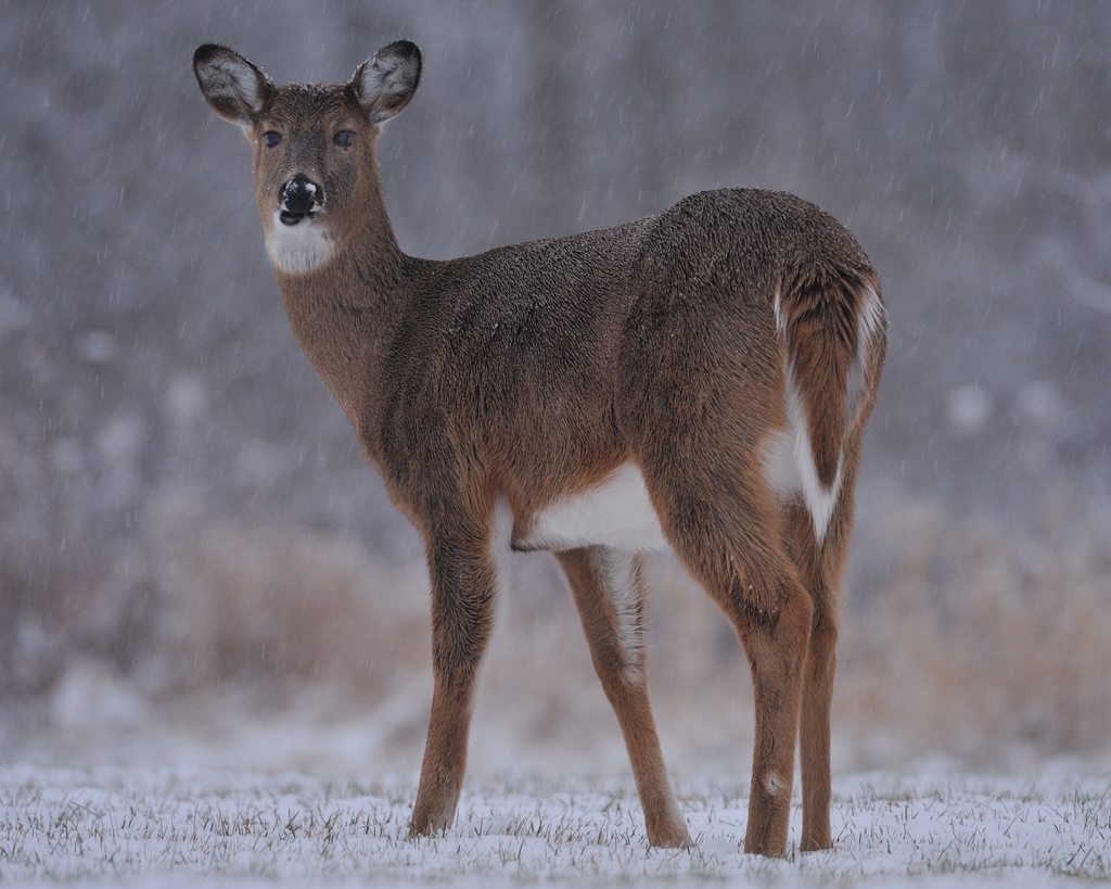 female white tailed deer with antlers