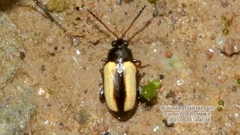 Phyllotreta humilis