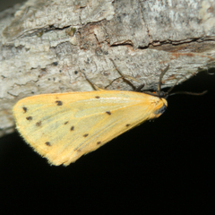 Setina irrorella