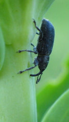 Mecinus janthiniformis