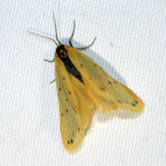 Setina irrorella