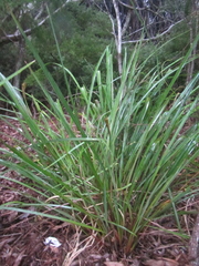 Dianella haematica