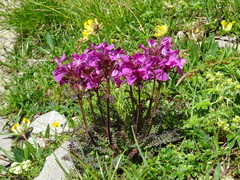 Pedicularis rostratocapitata