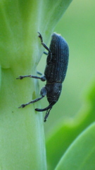 Mecinus janthiniformis