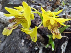 Dendrobium closterium