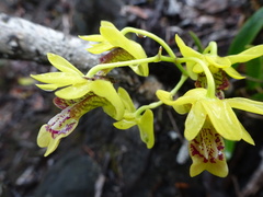 Dendrobium closterium