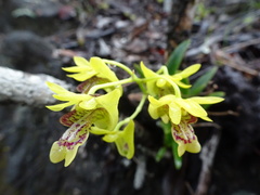 Dendrobium closterium