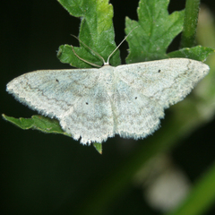 Scopula incanata