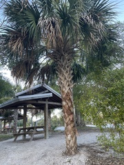 Sabal palmetto