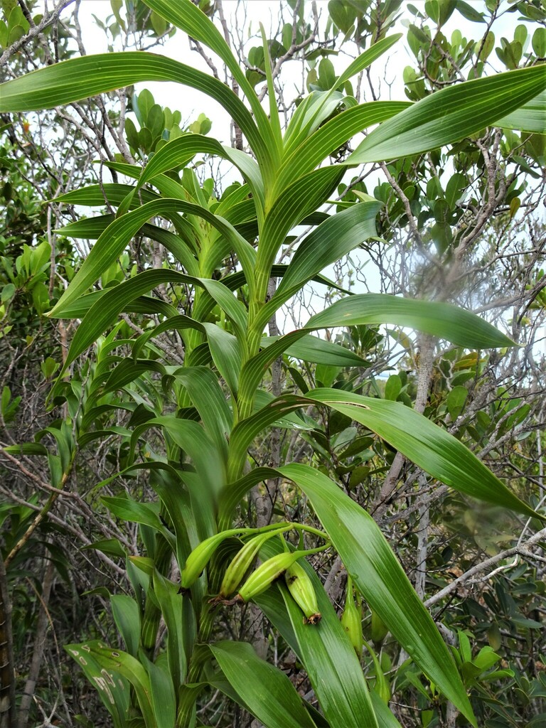 Dendrobium vandifolium Finet