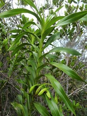 Dendrobium vandifolium