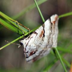 Aplocera praeformata