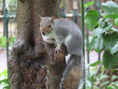 Sciurus carolinensis