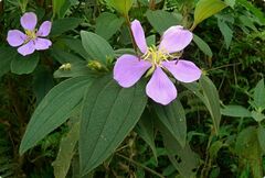 Melastoma malabathricum