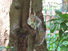 Sciurus carolinensis