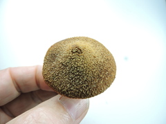 Suillus ampliporus